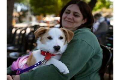 Lomas de Zamora: Avanzan las castraciones de perros y gatos con el quirófano móvil