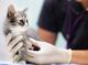 Berisso: Octubre llega con nuevas jornadas veterinarias